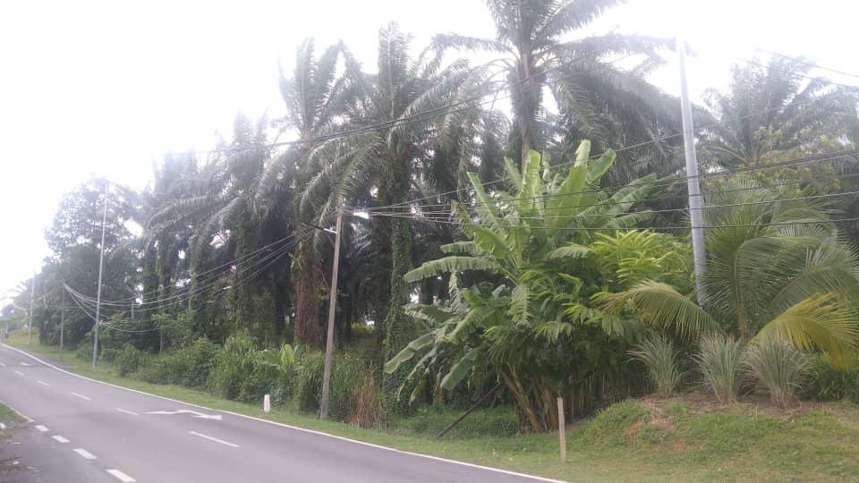 Foto sebenar tapak Taman Mutiara Salak pada 3 Mei 2025: tanah dengan pokok kelapa sawit dan pisang di tepi jalan