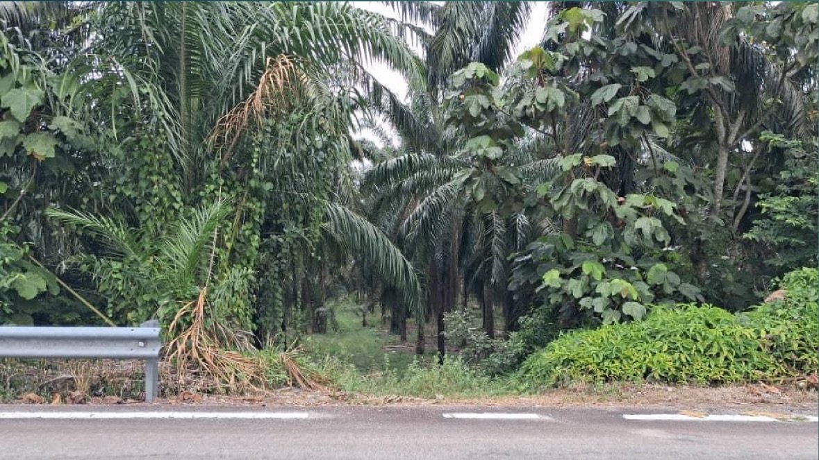 Foto sebenar tapak Taman Vista Permai pada Jun 2026: kawasan pokok kelapa sawit dan semak di tepi jalan